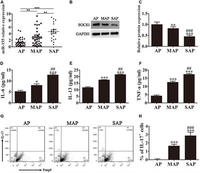 MiRNA-155 Regulates the Th17/Treg Ratio by Targeting SOCS1 in Severe Acute Pancreatitis